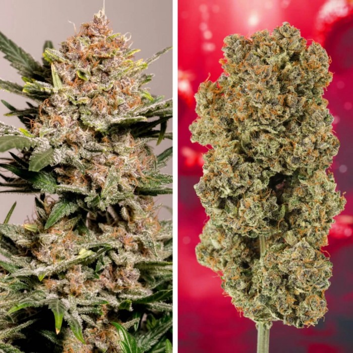 Semillas de autoflorecientes  Auto Strawberry Soda de Dutch Passion Seeds, puntas.
