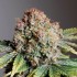 Semillas de autoflorecientes  Auto Strawberry Soda de Dutch Passion Seeds, cogollo enorme.