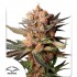Semillas de autoflorecientes  Auto Frozen Biscotti de Dutch Passion Seeds.