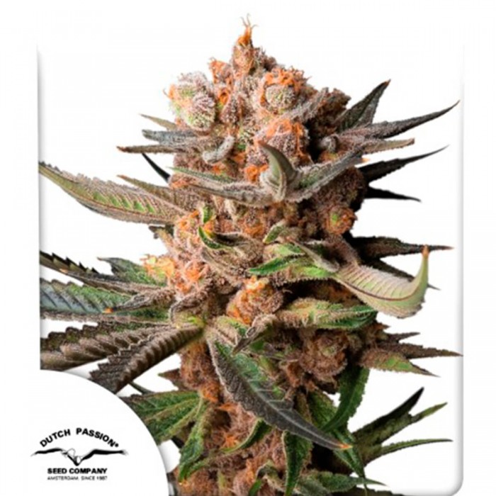 Semillas de autoflorecientes  Auto Frozen Biscotti de Dutch Passion Seeds.