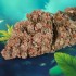 Semillas de autoflorecientes  Auto Red Tropicana Cookies de Dutch Passion Seeds, cogollo sin hojas.