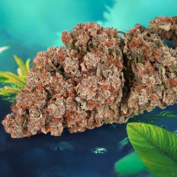 Semillas de autoflorecientes  Auto Red Tropicana Cookies de Dutch Passion Seeds, cogollo sin hojas.