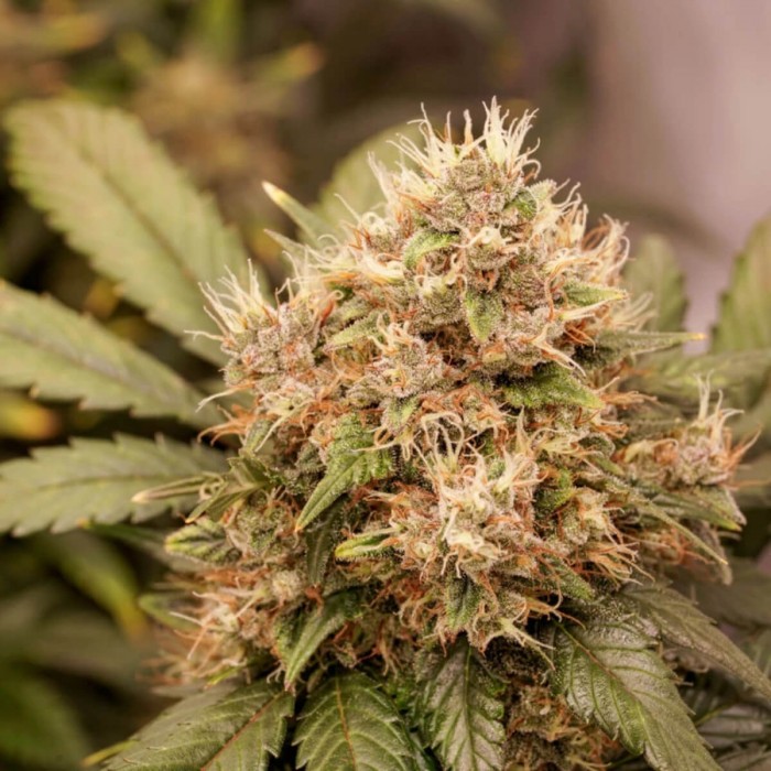 Semillas de autoflorecientes  Auto Red Tropicana Cookies de Dutch Passion Seeds, pelos.