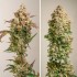 Semillas de autoflorecientes  Auto Red Tropicana Cookies de Dutch Passion Seeds, puntas.