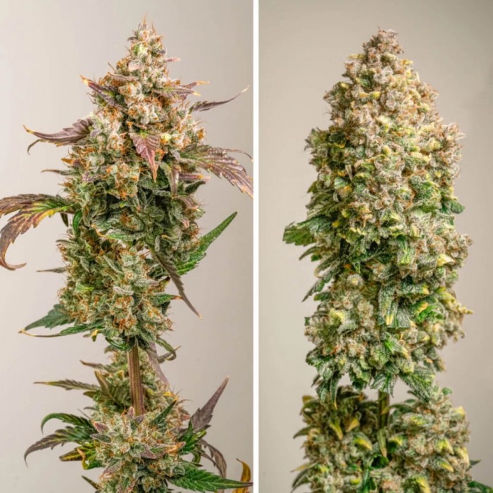 Semillas de autoflorecientes  Auto Red Tropicana Cookies de Dutch Passion Seeds, puntas.
