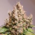 Semillas de autoflorecientes  Auto Red Tropicana Cookies de Dutch Passion Seeds, cogollo resinoso.