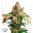 AUTO RED TROPICANA COOKIES (Dutch Passion Seeds)