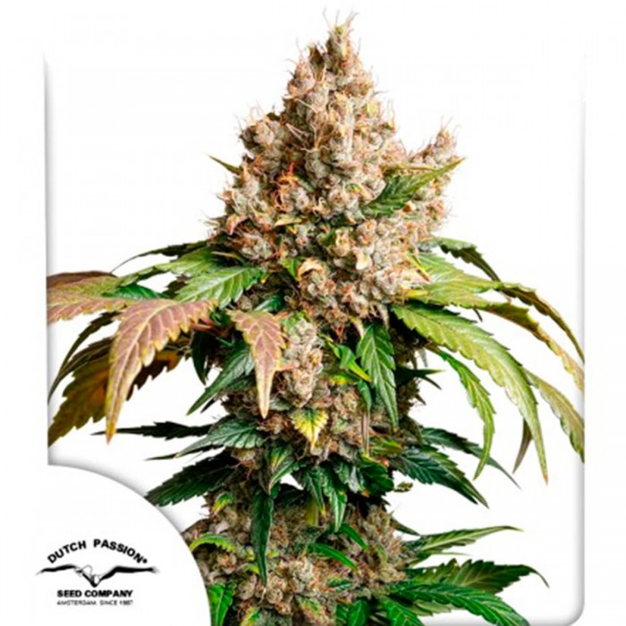 Semillas de autoflorecientes  Auto Red Tropicana Cookies de Dutch Passion Seeds.
