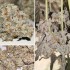 Semillas de marihuana feminizadas Forzen Biscotti de Dutch Passion Seeds, cogollos resinosos.