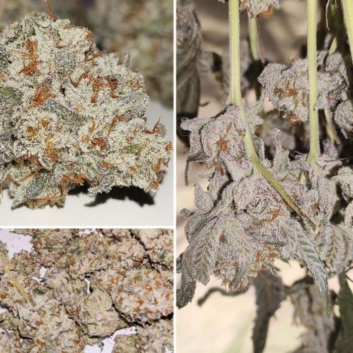 Semillas de marihuana feminizadas Forzen Biscotti de Dutch Passion Seeds, cogollos resinosos.