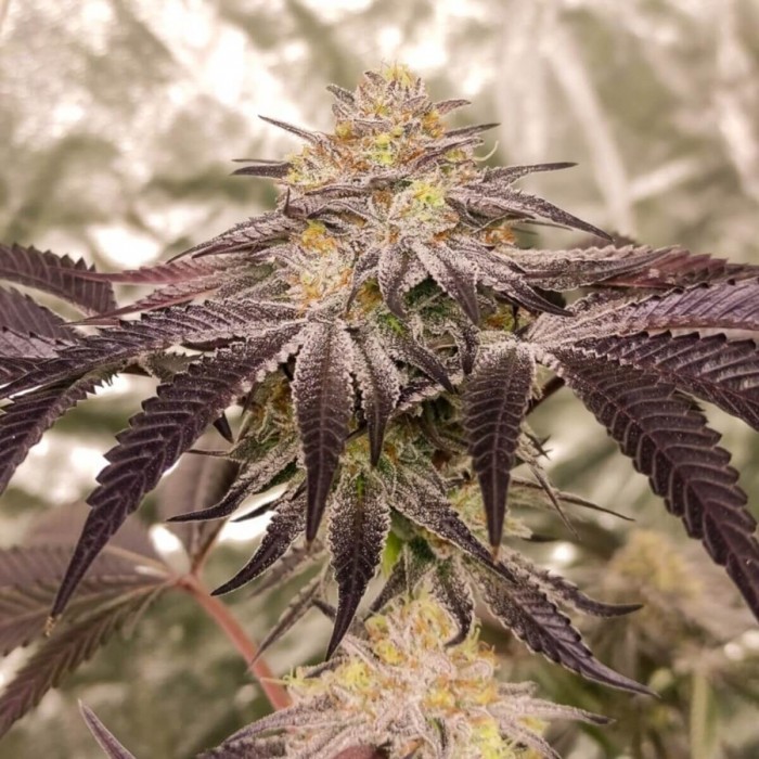Semillas de marihuana feminizadas Forzen Biscotti de Dutch Passion Seeds, cogollo morado resinoso.