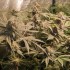 Semillas de marihuana feminizadas Forzen Biscotti de Dutch Passion Seeds, cultivo de interior.