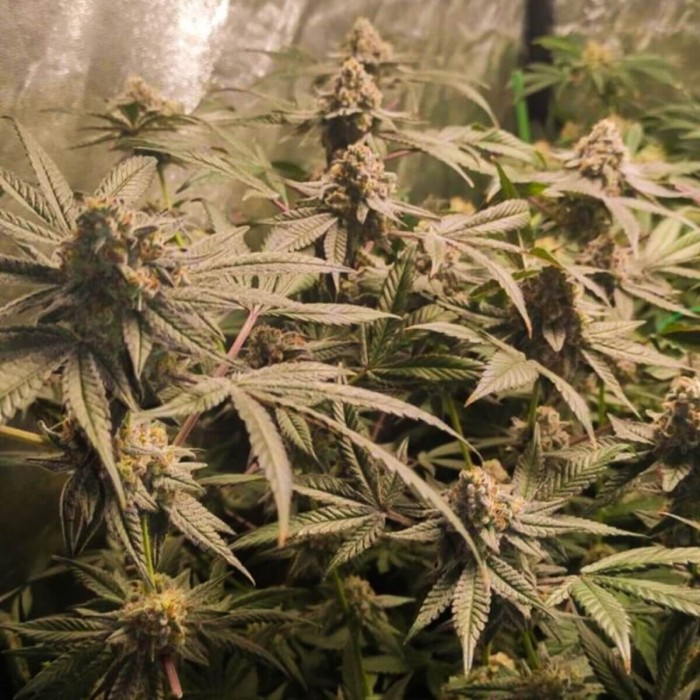 Semillas de marihuana feminizadas Forzen Biscotti de Dutch Passion Seeds, cultivo de interior.