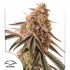 Semillas de marihuana feminizadas Forzen Biscotti de Dutch Passion Seeds, cogollo.
