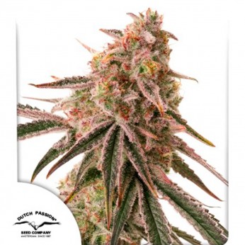 Semillas de marihuana feminizadas Forzen Biscotti de Dutch Passion Seeds, cogollo.