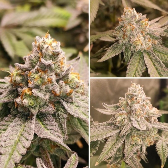 Semillas de marihuana feminizadas Forzen Biscotti de Dutch Passion Seeds, cogollos de interior.