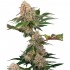 Semillas de marihuana feminizadas Sticky Berry Mints XXL de Sensi Seeds, cogollo.