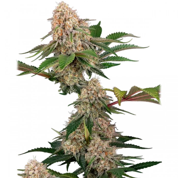 Semillas de marihuana feminizadas Sticky Berry Mints XXL de Sensi Seeds, cogollo.