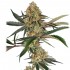 Super Lemon Cherry de Sensi Seeds: semillas feminizadas.