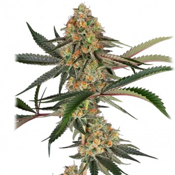 Super Lemon Cherry de Sensi Seeds: semillas feminizadas.