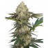 Triple Mints XXL de Sensi Seeds: semillas feminizadas.