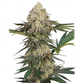 Triple Mints XXL de Sensi Seeds: semillas feminizadas.