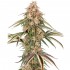 Garlic Gas de Sensi Seeds: semillas feminizadas.