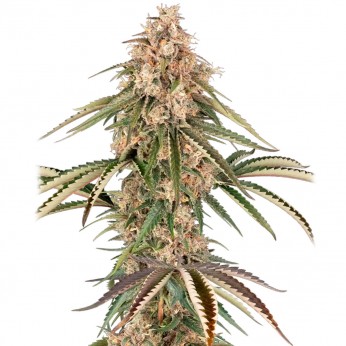 Garlic Gas de Sensi Seeds: semillas feminizadas.