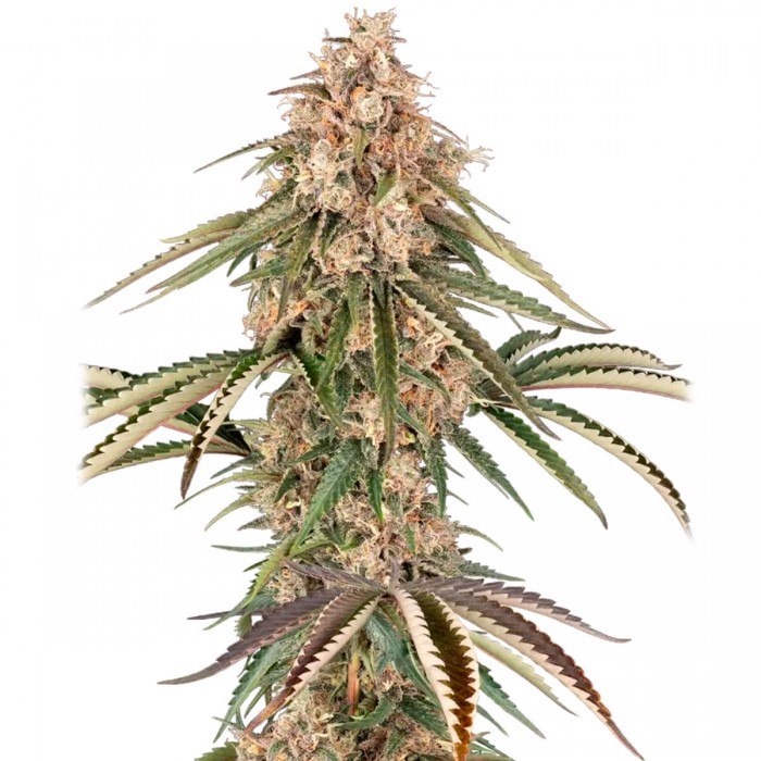Garlic Gas de Sensi Seeds: semillas feminizadas.
