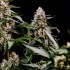 Semillas de marihuana feminizadas Orbital Banana F1 de Royal Queen Seeds, puntas.
