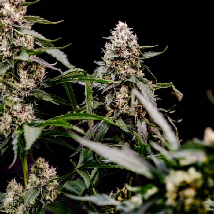 Semillas de marihuana feminizadas Orbital Banana F1 de Royal Queen Seeds, puntas.