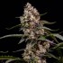 Semillas de marihuana feminizadas Orbital Banana F1 de Royal Queen Seeds, cogollo resinoso.