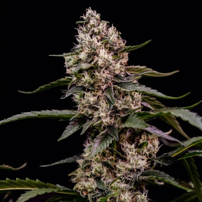 Semillas de marihuana feminizadas Orbital Banana F1 de Royal Queen Seeds, cogollo resinoso.