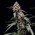 Semillas de marihuana feminizadas Orbital Banana F1 de Royal Queen Seeds, punta larga.