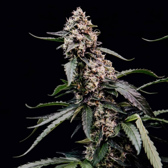 Semillas de marihuana feminizadas Orbital Banana F1 de Royal Queen Seeds, punta larga.