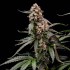 Semillas de marihuana feminizadas Orbital Banana F1 de Royal Queen Seeds, cogollo enorme.