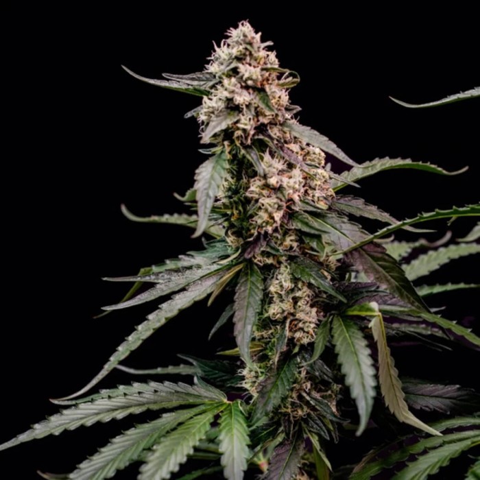 Semillas de marihuana feminizadas Orbital Banana F1 de Royal Queen Seeds, cogollo enorme.