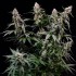 Semillas de marihuana feminizadas Orbital Banana F1 de Royal Queen Seeds, planta.