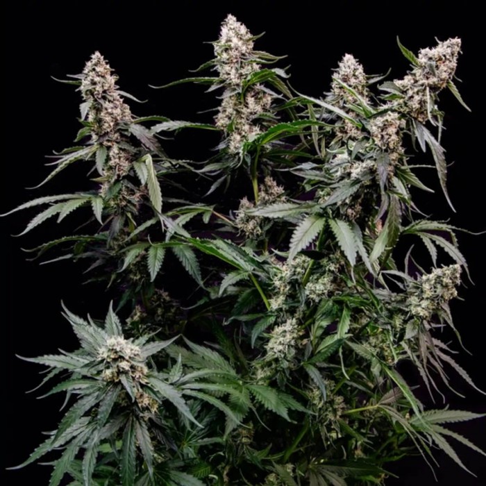 Semillas de marihuana feminizadas Orbital Banana F1 de Royal Queen Seeds, planta.