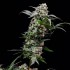 Semillas de marihuana feminizadas Orbital Banana F1 de Royal Queen Seeds, punta principal enorme.