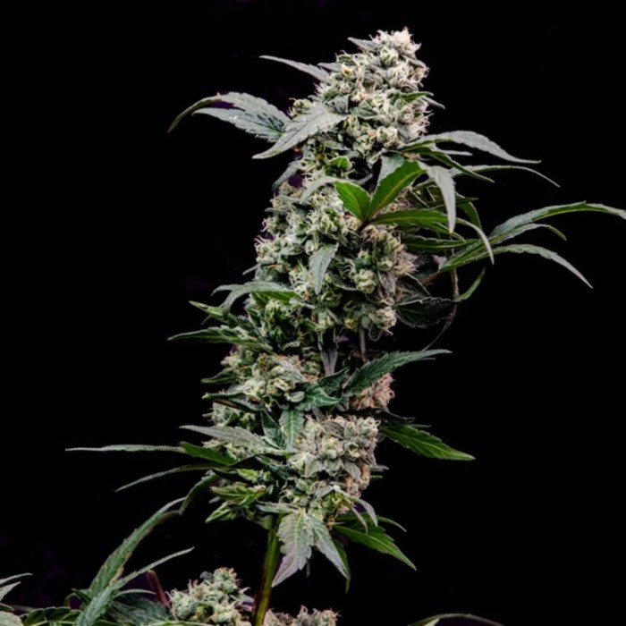 Semillas de marihuana feminizadas Orbital Banana F1 de Royal Queen Seeds, punta principal enorme.