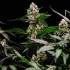 Semillas de marihuana feminizadas Orbital Banana F1 de Royal Queen Seeds, cogollo prieto.