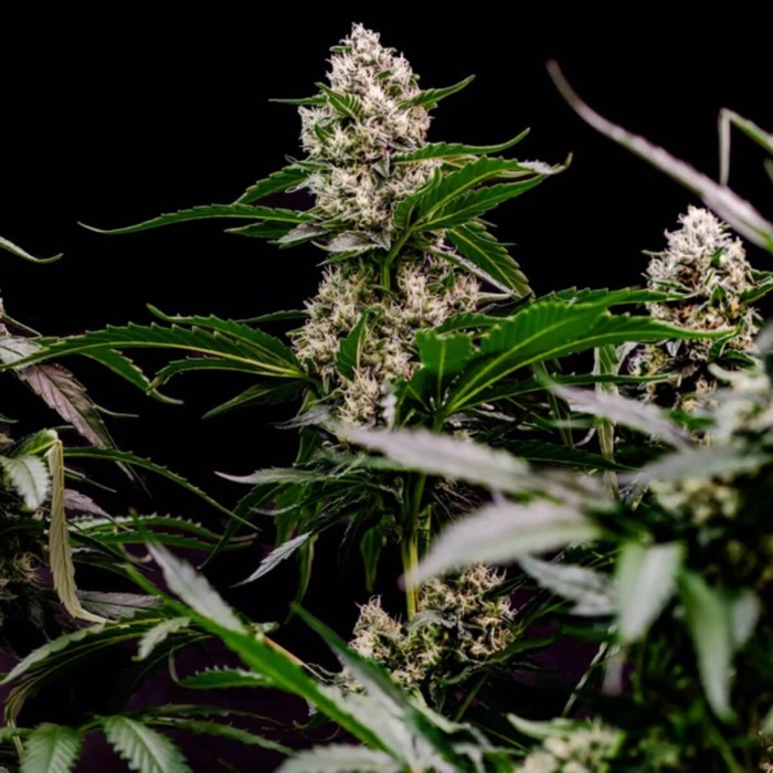 Semillas de marihuana feminizadas Orbital Banana F1 de Royal Queen Seeds, cogollo prieto.