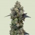 ORBITAL BANANA F1 (Royal Queen Seeds)