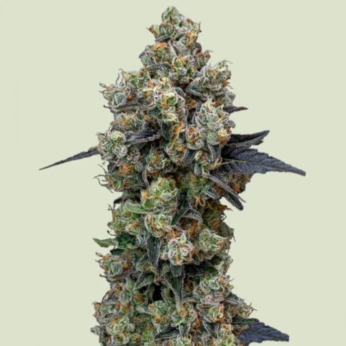 Semillas de marihuana feminizadas Orbital Banana F1 de Royal Queen Seeds, cogollo compacto.