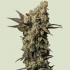 Semillas de marihuana feminizadas Astro Lemonade F1 de Royal Queen Seeds, cogollo compacto.