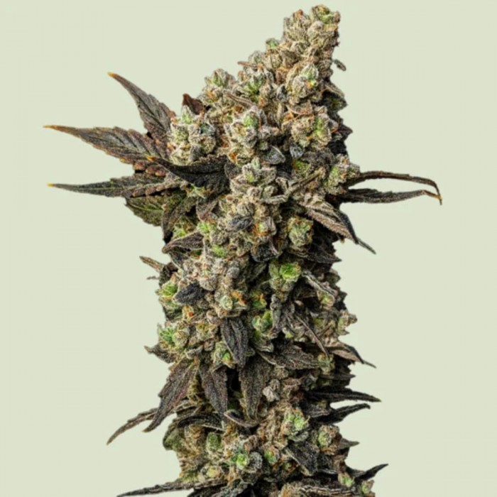 Semillas de marihuana feminizadas Astro Lemonade F1 de Royal Queen Seeds, cogollo compacto.