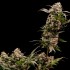 Semillas de marihuana feminizadas Astro Lemonade F1 de Royal Queen Seeds, cogollo grande.