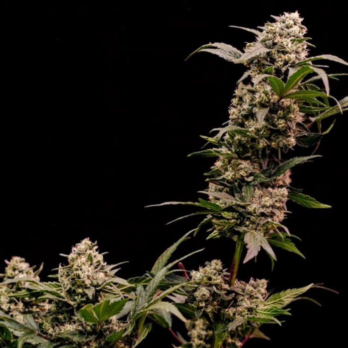 Semillas de marihuana feminizadas Astro Lemonade F1 de Royal Queen Seeds, cogollo grande.