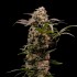 Semillas de marihuana feminizadas Astro Lemonade F1 de Royal Queen Seeds, punta principal.
